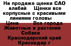 На продаже щенки САО (алабай ). Щенки все корпусные с красивыми линиями головы . › Цена ­ 30 - Все города Животные и растения » Собаки   . Краснодарский край,Краснодар г.